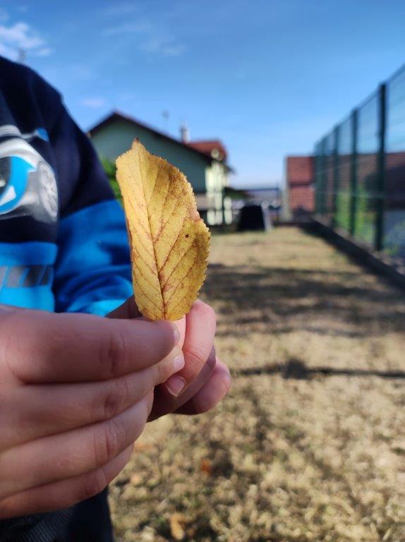 Prvi Dan Jeseni 2023 Dje ji Vrti Suncokret Prvi Dan Jeseni 2023 Dje ji Vrti Suncokret